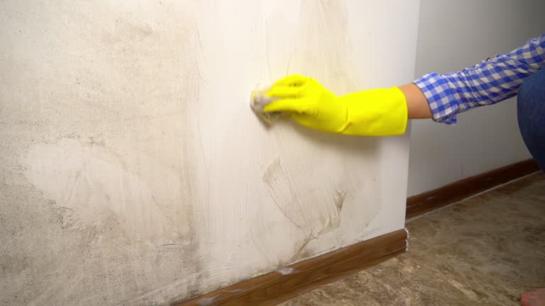 Trusted Waukee, IA Mold Inspection, Removal & Remediation Experts