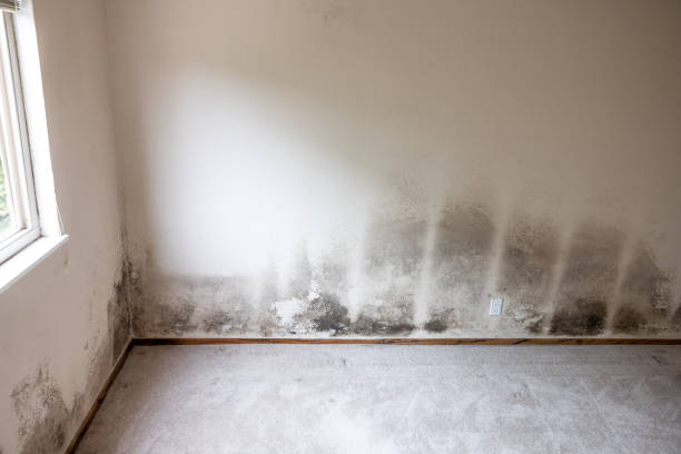 Mold Documentation for Insurance Claims in Waukee, IA